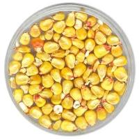 Maize Seeds